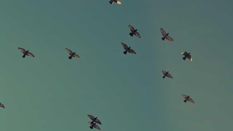 Featured image for Aidebug Net article