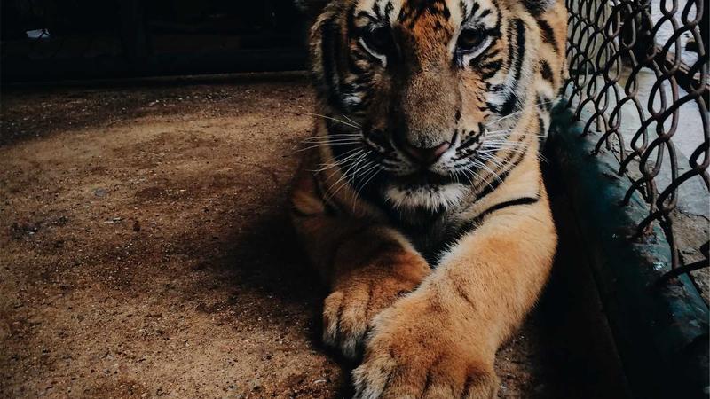 Featured image for Aidebug Net article